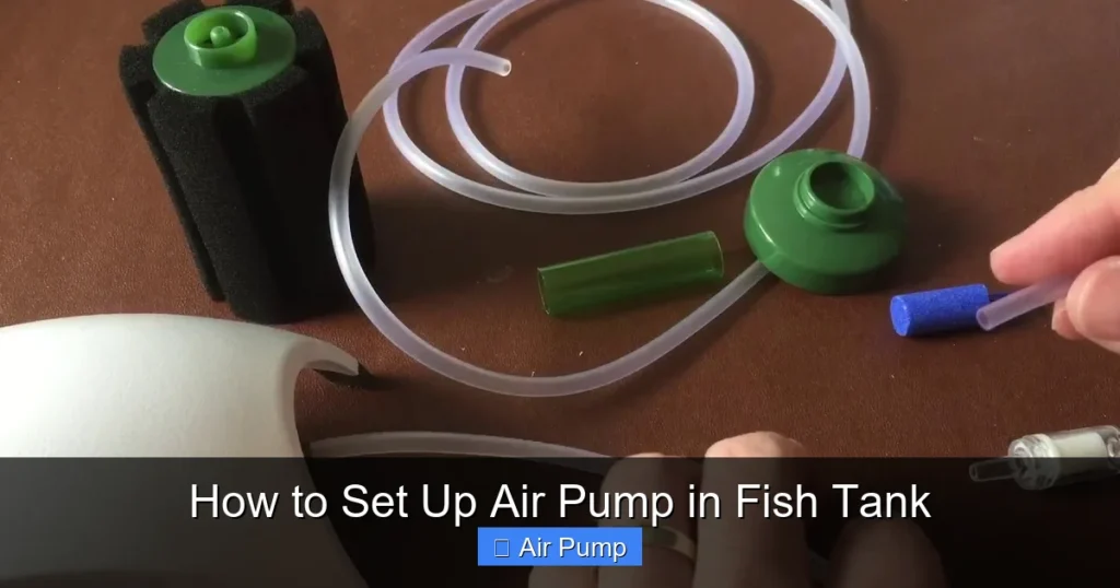 How to Set Up Air Pump in Fish Tank How to Set Up Air Pump in Fish Tank